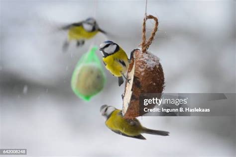 Beautiful Tit Photos, Download The BEST Free Beautiful Tit Stock Photos ...